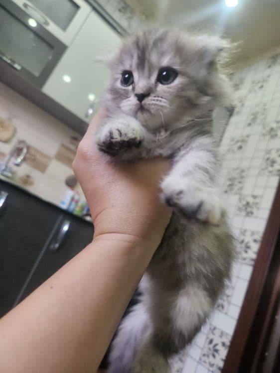 Scottish Fold toza qon — 2