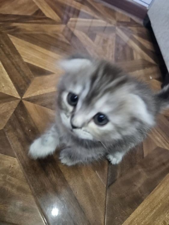 Scottish Fold toza qon — 3