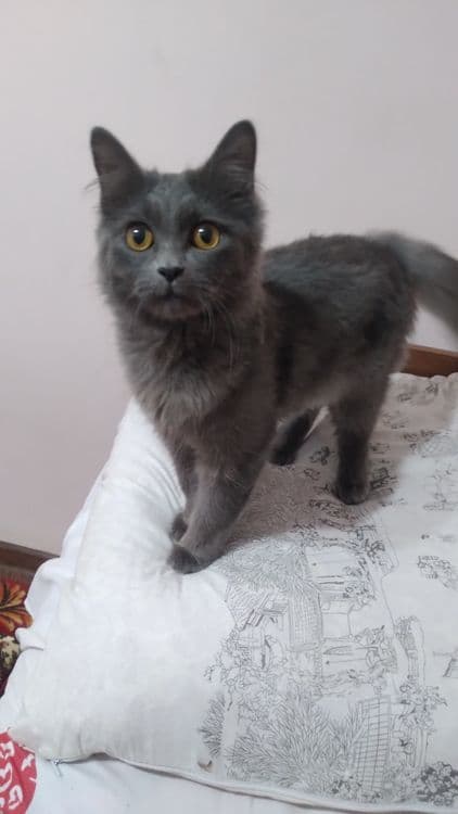 Скотиш страйт кошка — 2