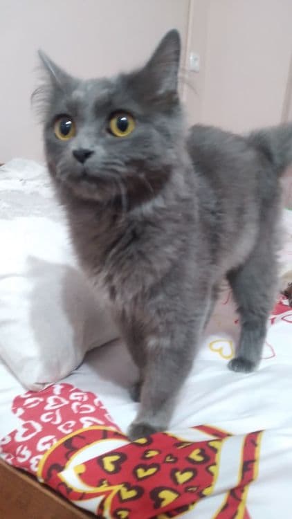 Скотиш страйт кошка — 3