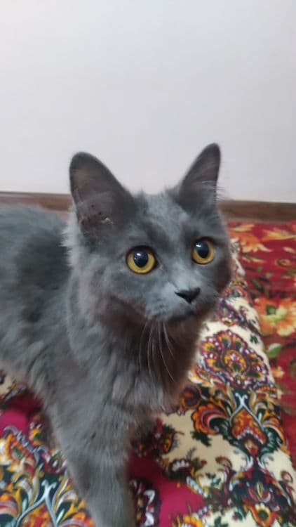 Скотиш страйт кошка — 4