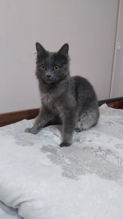 Скотиш страйт кошка — 5
