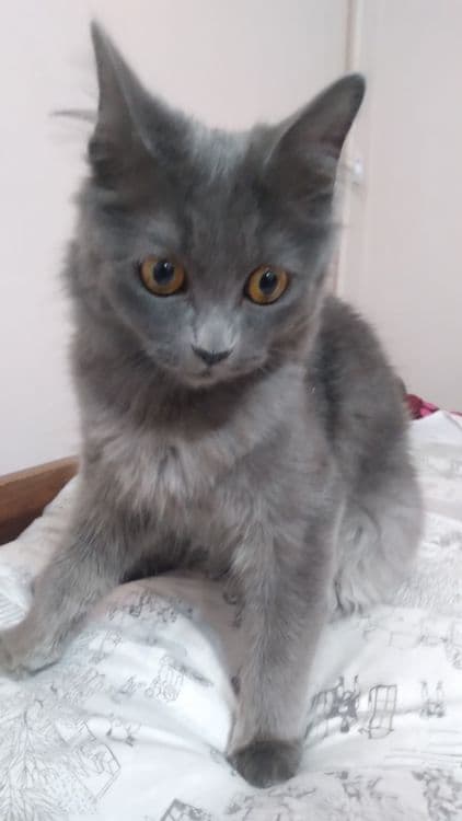 Скотиш страйт кошка — 6