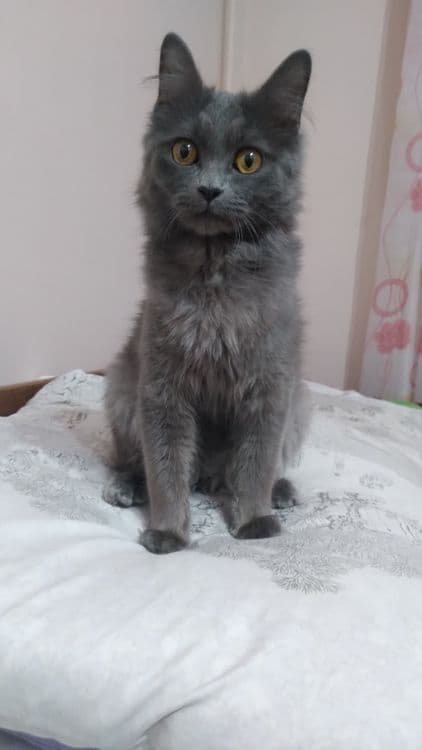 Скотиш страйт кошка — 7