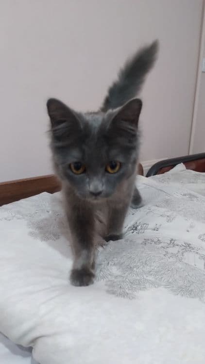 Скотиш страйт кошка — 8