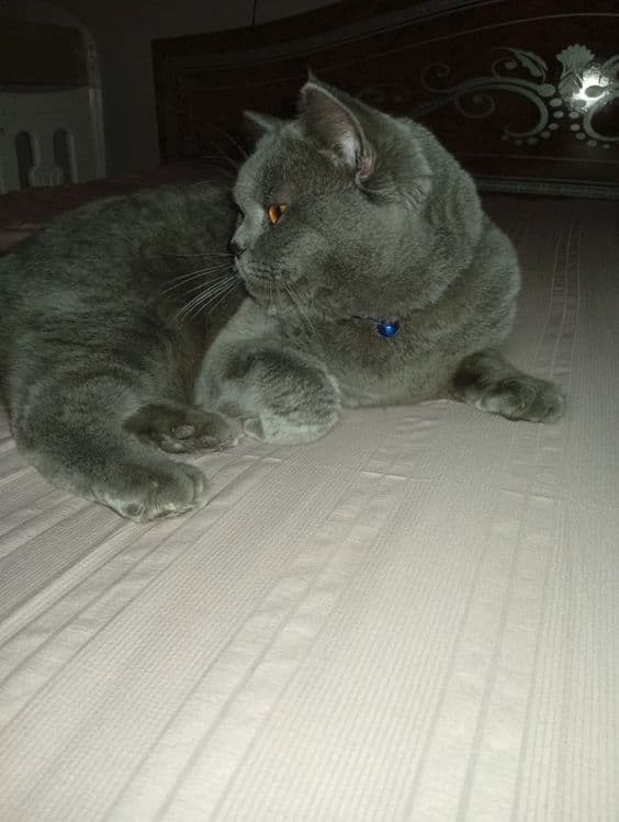 Britan erkak mushuk sotiladi — 3