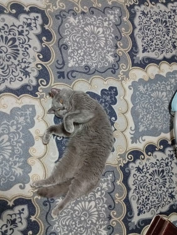 Britan erkak mushuk sotiladi — 4