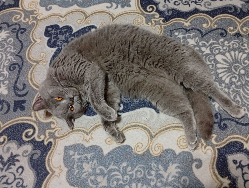 Britan erkak mushuk sotiladi — 5