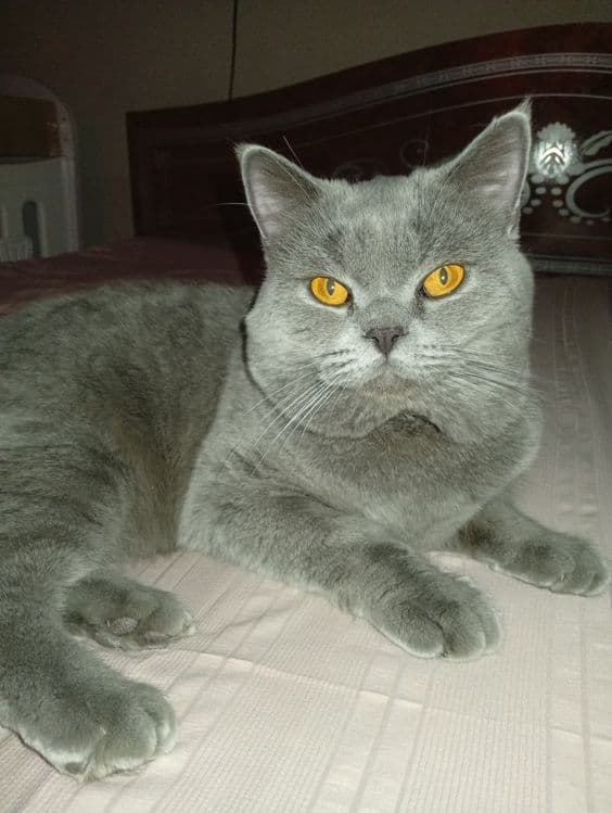 Britan erkak mushuk sotiladi — 6