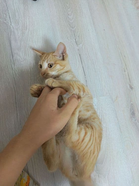 Мушук:4 ойли  киз бола — 5
