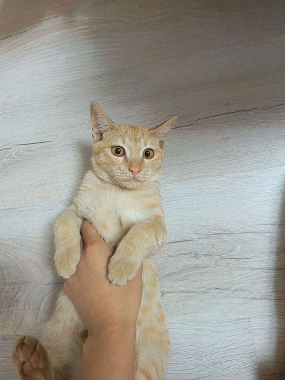 Мушук:4 ойли  киз бола — 6