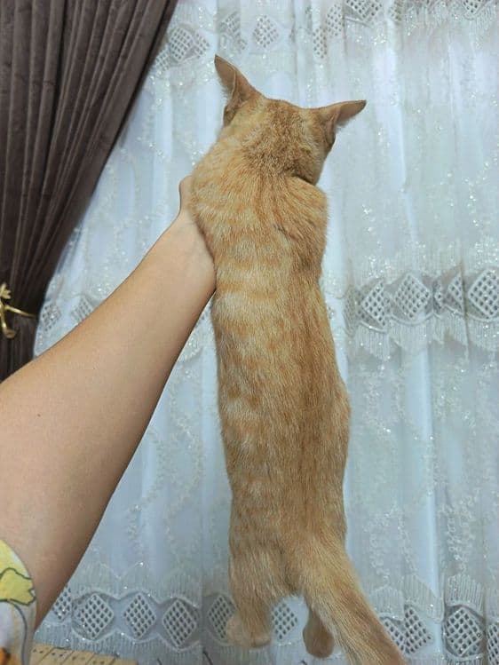 Мушук:4 ойли  киз бола — 7