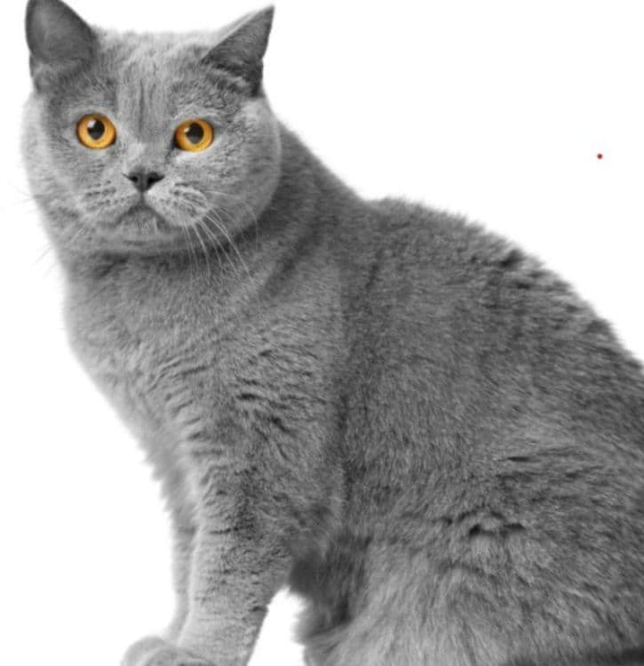 Zoti: Scotish straight — 1