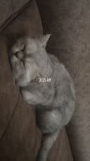 Кот, Британская шиншилла(мальчик)