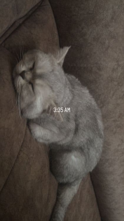 Кот, Британская шиншилла(мальчик)