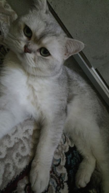Кот, Британская шиншилла(мальчик) — 2