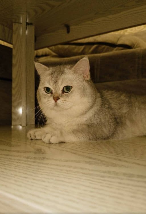Кот, Британская шиншилла(мальчик) — 3