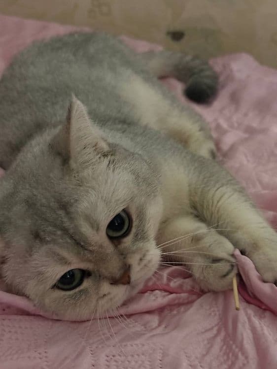 Кот, Британская шиншилла(мальчик) — 4