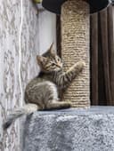 Котëночек в хорошую семью