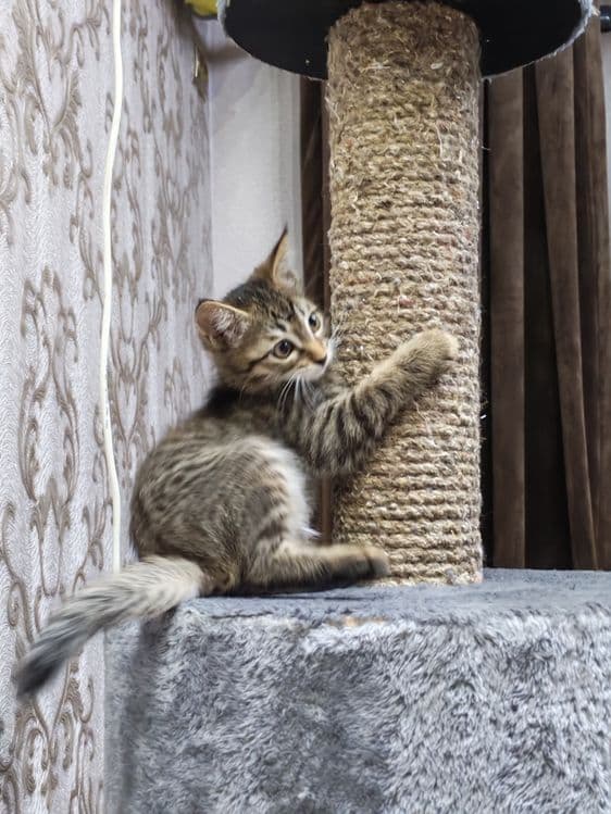 Котëночек в хорошую семью — 1