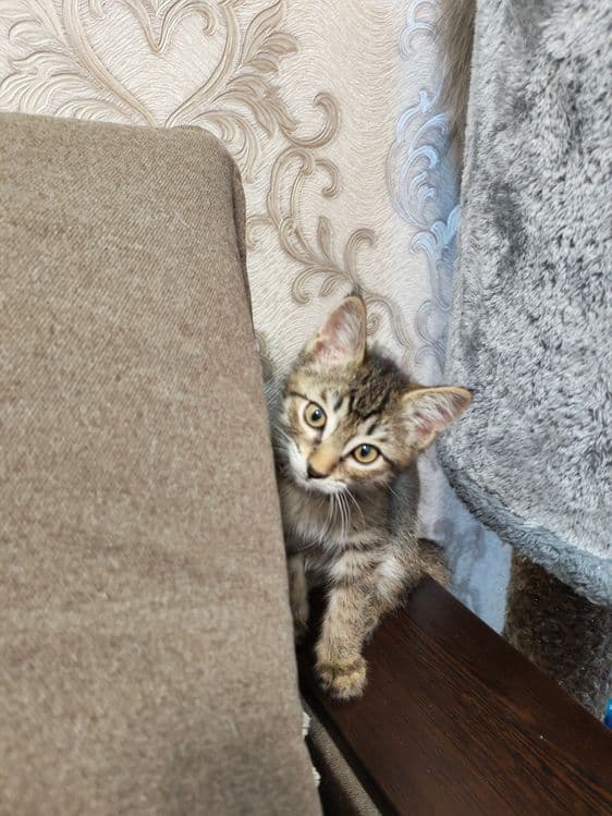 Котëночек в хорошую семью — 2