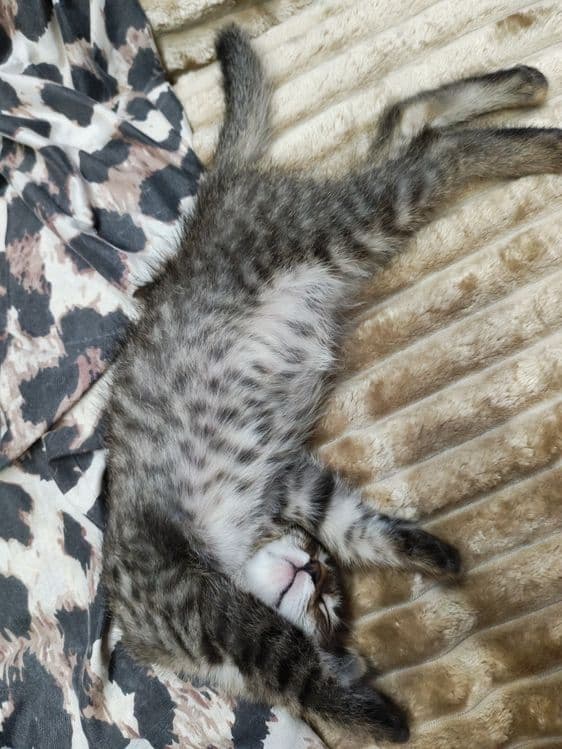 Котëночек в хорошую семью — 3