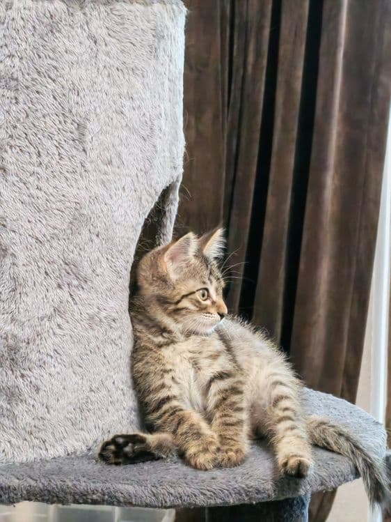 Котëночек в хорошую семью — 4