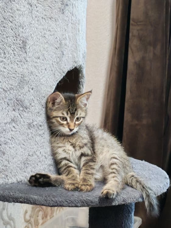 Котëночек в хорошую семью — 5