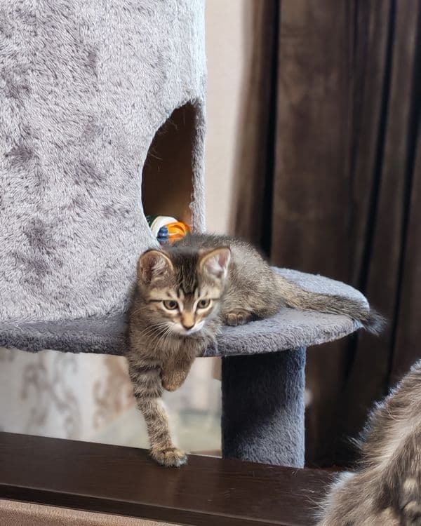 Котëночек в хорошую семью — 6