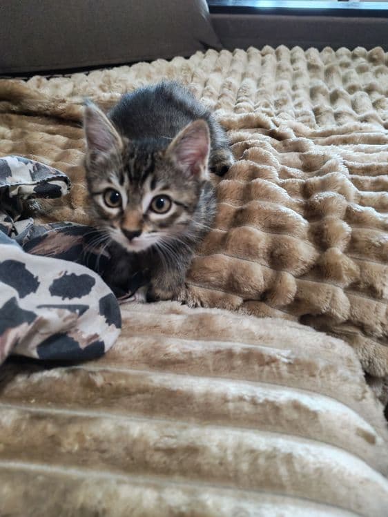 Котëночек в хорошую семью — 7