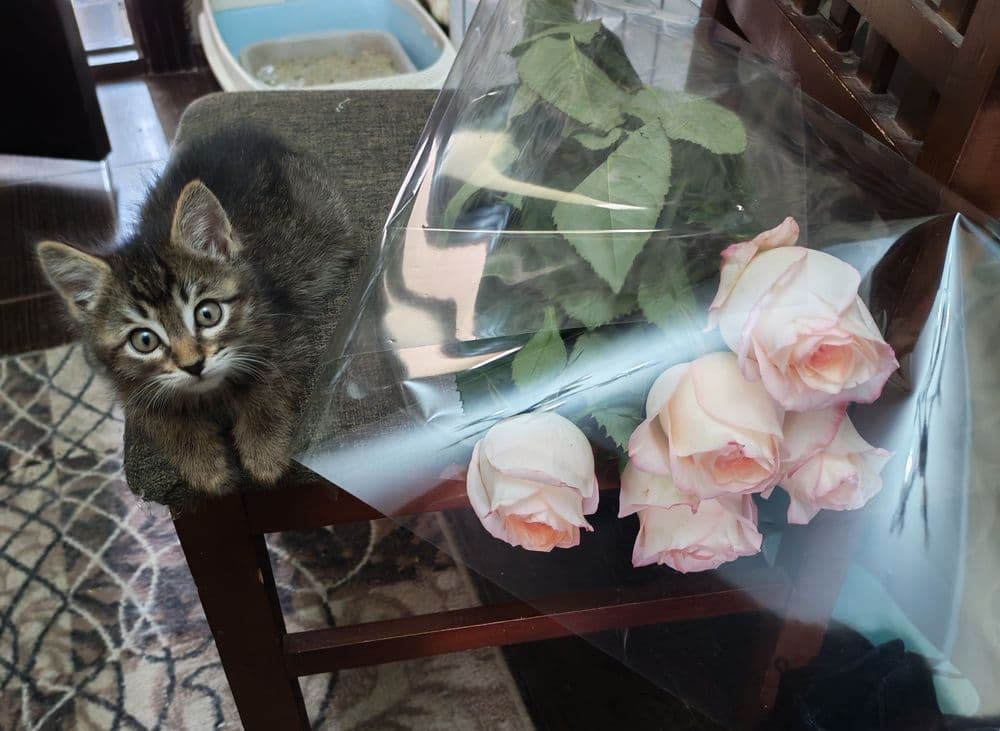 Котëночек в хорошую семью — 8