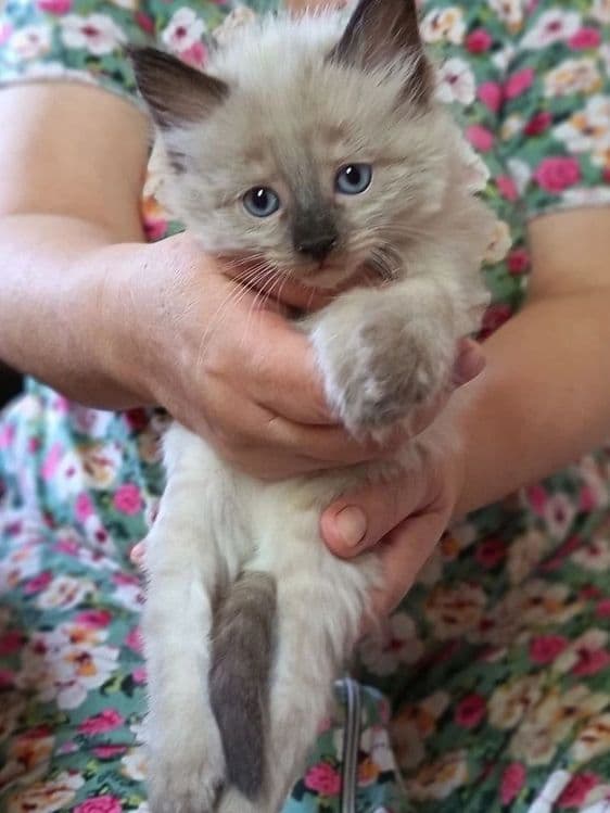 Сиамские пушистые котята ждут своего хозяина — 4