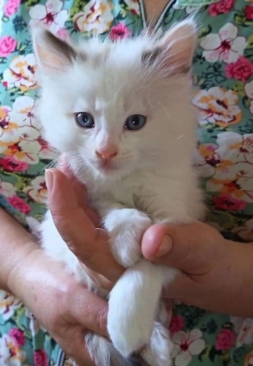 Сиамские пушистые котята ждут своего хозяина — 6