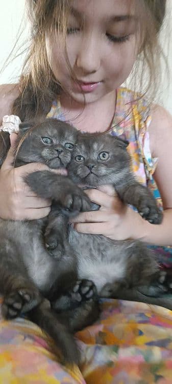 шотландский скотиш фолд