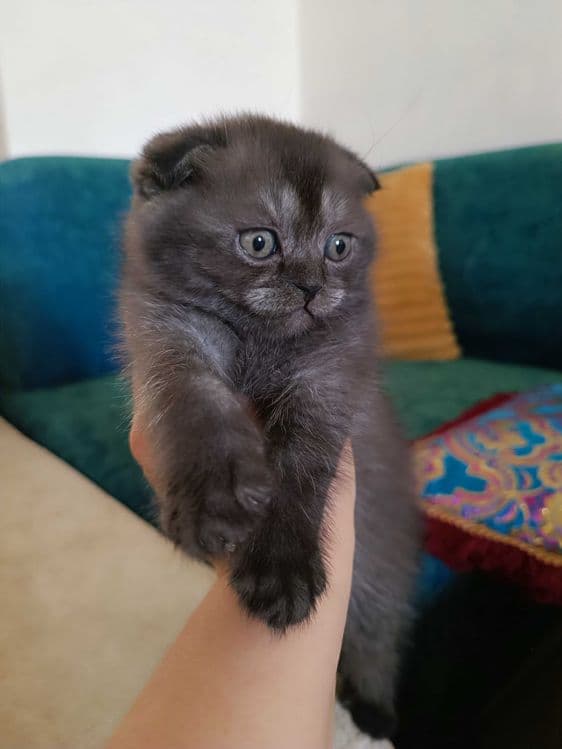 шотландский скотиш фолд — 3
