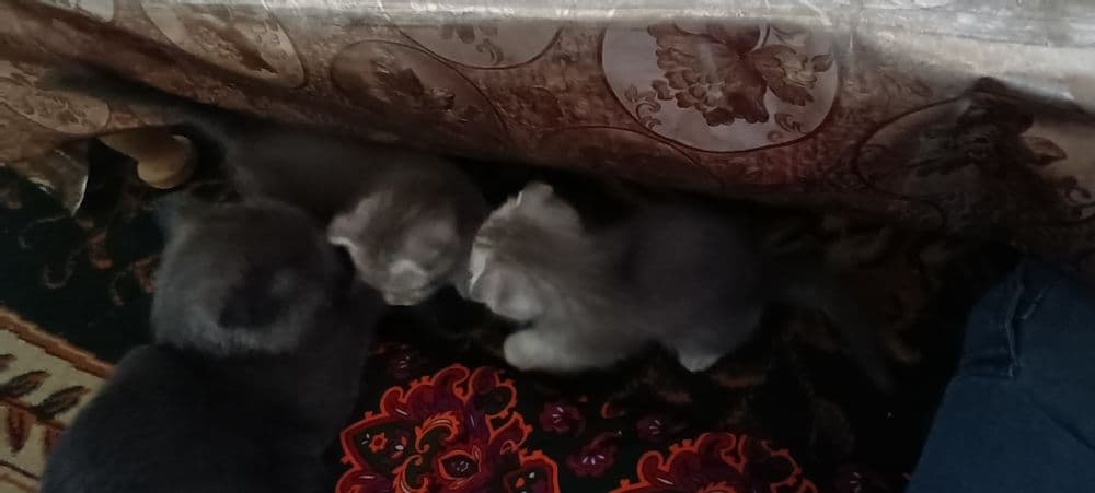 Мушукчалар сотилади шотланд — 1