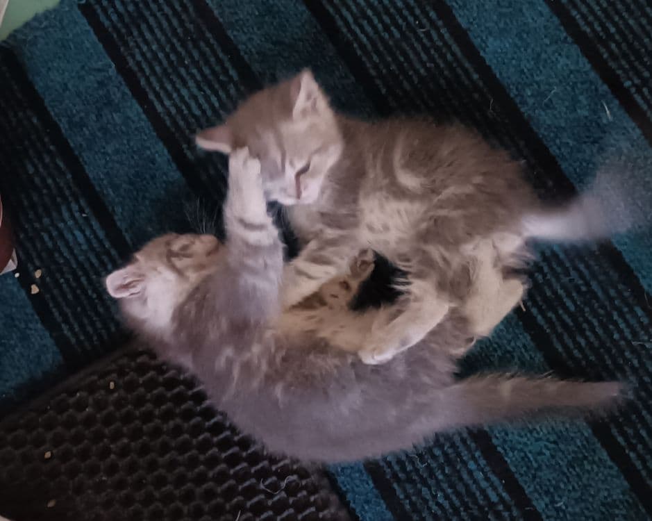 Мушукчалар сотилади шотланд — 2