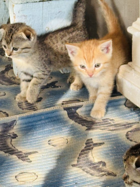 Мушукчалар арзон нархда сотилади — 5