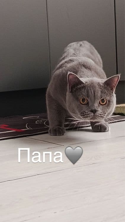 Мушукчалар сотилади тоза кон — 4