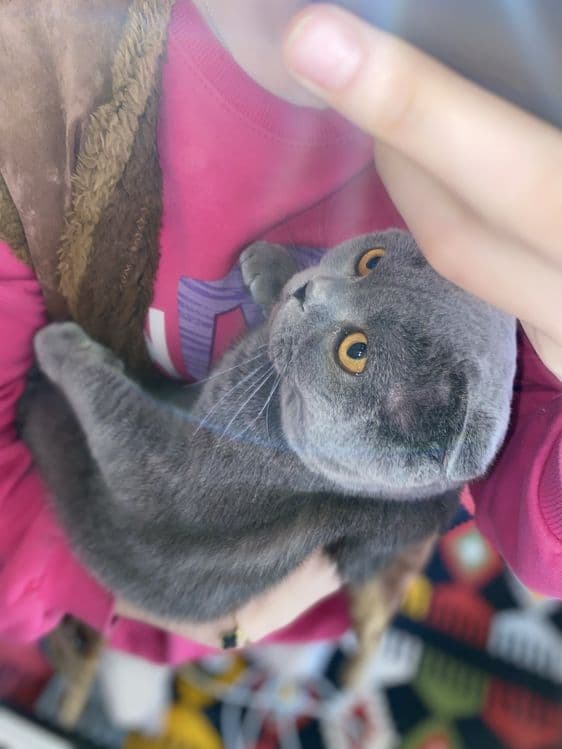 Mushukcha/ кошка — 1