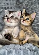Котята Скотиш страит и Скотиш фолд, шиншилы