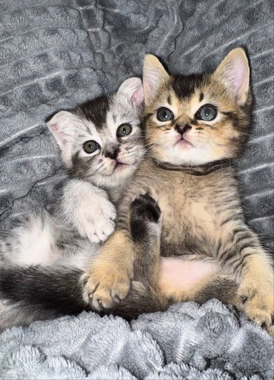 Котята Скотиш страит и Скотиш фолд, шиншилы — 2