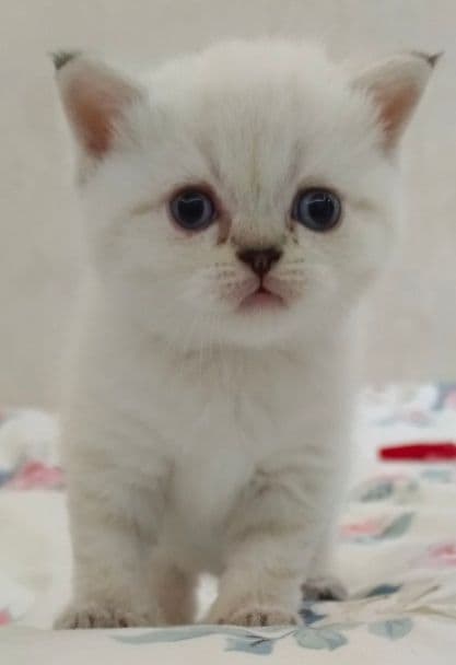 Продаются котята цена 100 долларов — 3