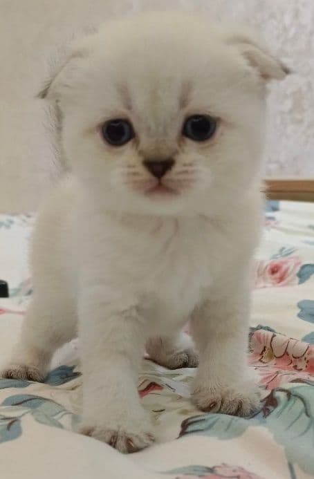 Продаются котята цена 100 долларов — 4
