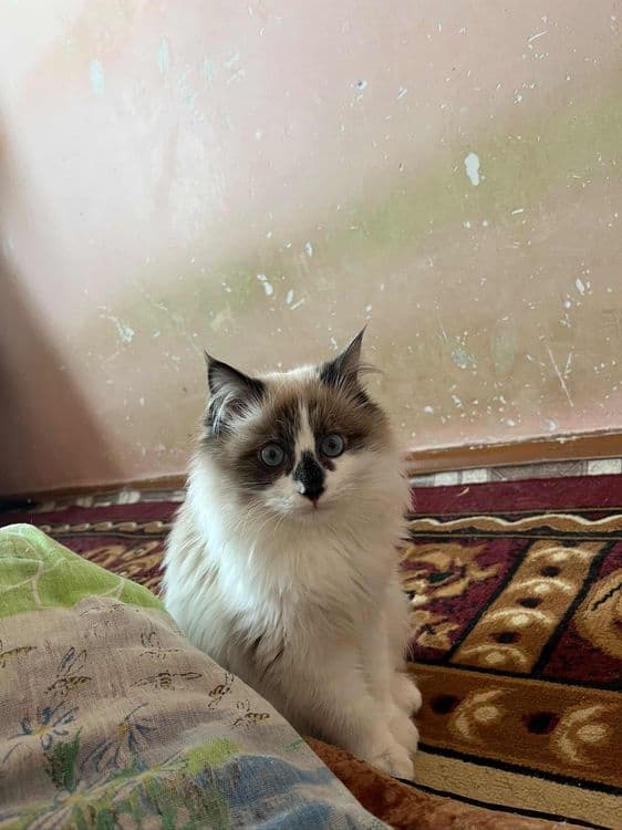 Erkak mushuk kelin kerak — 2