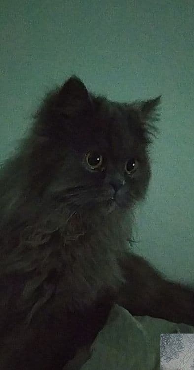Скоттиш-страйк пушистый — 3
