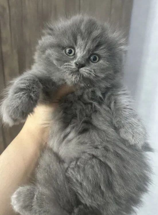 Скоттиш-фолд пушистый — 1