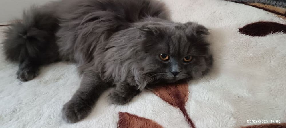 Скоттиш-фолд пушистый — 2