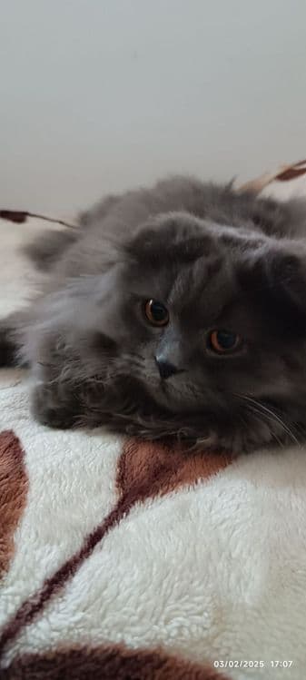 Скоттиш-фолд пушистый — 3