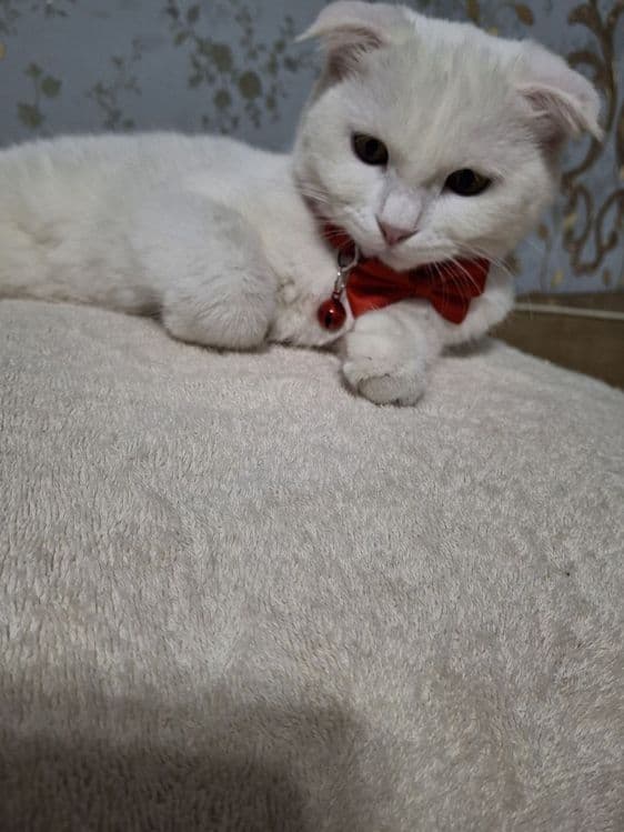 Скотиш фолд мушукча — 2